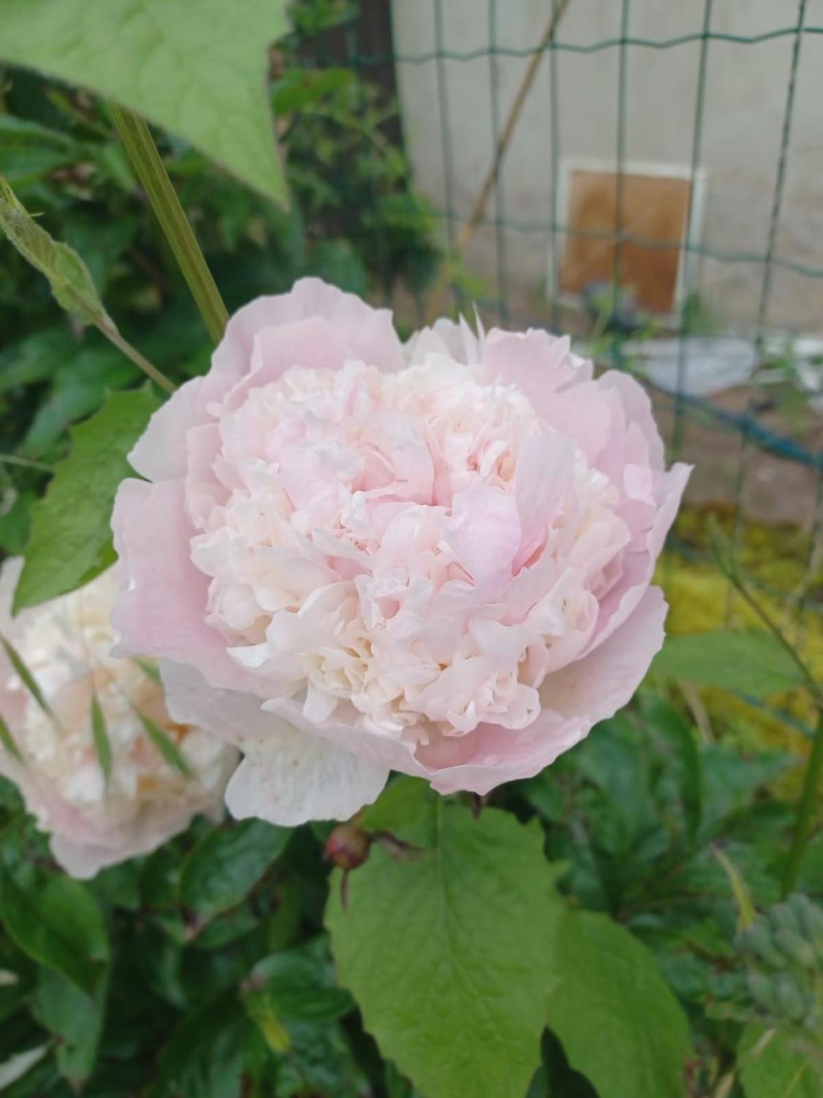 Logis Des Pivoines Holiday home
