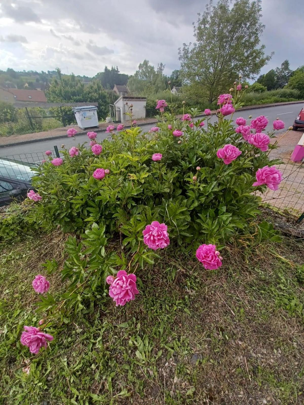 Logis Des Pivoines * Trezelles